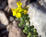 Bladderpod